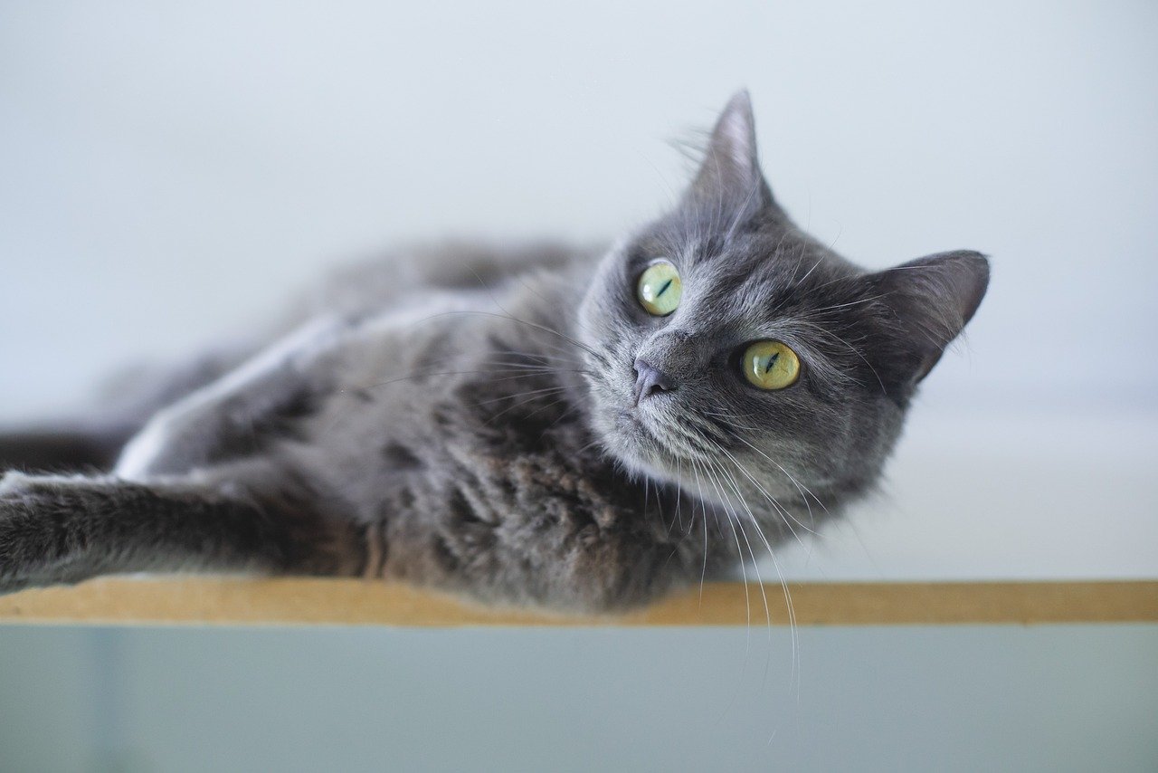 Why the British Longhair Cat Is So Adorable